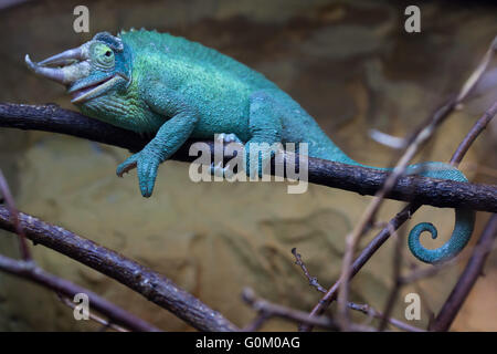 Jackson, chameleon (Trioceros jacksonii), noto anche come il Kikuyu tre-cornuto camaleonte a Dvur Kralove Zoo, Repubblica Ceca. Foto Stock