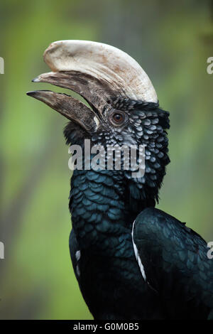 Argentea-cheeked hornbill (Bycanistes brevis) a Dvur Kralove Zoo, Repubblica Ceca. Foto Stock