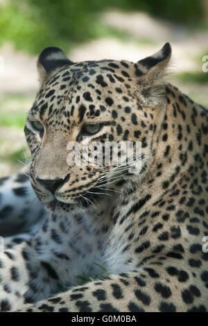 Leopardo persiano (Panthera pardus saxicolor), noto anche come il Caucaso in Leopard a Dvur Kralove Zoo, Repubblica Ceca. Foto Stock