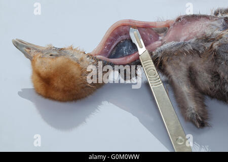 Il Blue Crane Anthropoides paradisaea post mortem di nove giorni pulcino. Collo, aperto per rivelare la trachea, l'esofago, parassiti della vite senza fine Foto Stock