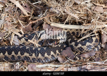 Il sommatore o Northern Viper Vipera berus. Maschio scoperti al di sotto di un log parzialmente dentro un nido fatto da un Vole (Myodes glareolus). Foto Stock