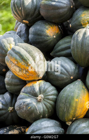 Mesa Regina Eichelkürbis Winterhorn cucurbita zucca zucche dal raccolto autunnale Foto Stock