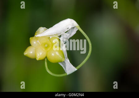 Pochi a fiore l'aglio (allium paradoxum) close-up di bulbilli e fiore. Dettaglio di bulbilli riproduttiva di questo impianto introdotto Foto Stock