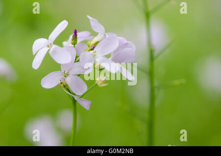 Coralroot (Cardamine bulbifera) fiori. Rara pianta perenne nella famiglia del cavolo (Brassicacea), close up di fiori di colore rosa pallido Foto Stock