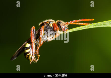 Il Nomad bee (Nomada sp.) presa di foglie con mandibola. Comportamento insolito del wasp-come cleptoparasitic bee. Foto Stock