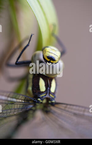 Southern Hawker Dragonfly (Aeshna cyanea). Close-up di testa composto compresi occhi, torace e la base di ali. Foto Stock