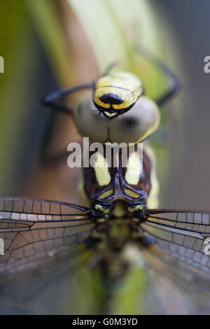 Southern Hawker Dragonfly (Aeshna cyanea). Close-up di testa comprendente il composto occhi, torace e la base di ali. Foto Stock