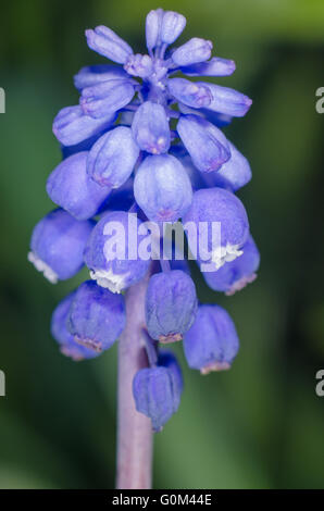 Fiore blu Foto Stock