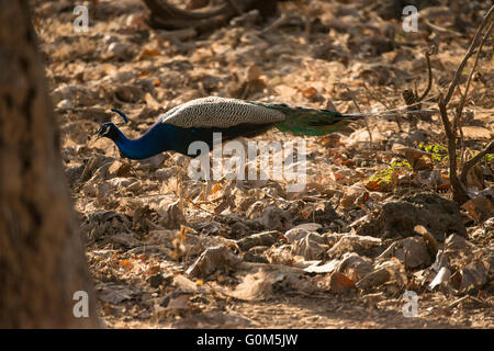 Un maschio indiano Peacock foraggi nel denso sotto la crescita del Sasan Gir Parco Nazionale di area protetta in Gujarat India Foto Stock