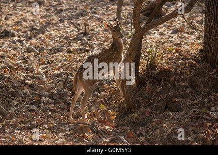 Un Chital, Spotted Deer (asse asse) in Sasan Gir, Gujarat, India Foto Stock