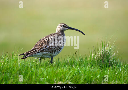 Whimbrel, Numenius phaeopus, wallking su erba, Islanda Foto Stock