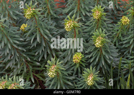 Euphorbia characias 'Black Pearl' dispiegamento in esso entra in fiore, Berkshire, marzo Foto Stock