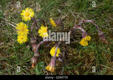 Coltsfoot, una primavera pianta con giallo fiori composito prima la lascia emergere, Berkshire, Aprile Foto Stock