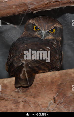 Sono ' appollaiati Boobook Owl. Foto Stock