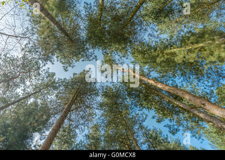 Vista guardando dritto in alto attraverso gli alberi alti Foto Stock
