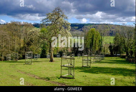 Apple giovani alberi che crescono nel campo protetto dalla fauna selvatica. Hewelsield, Wye Valley Gloucestershire England Regno Unito nuvole scure. Foto Stock