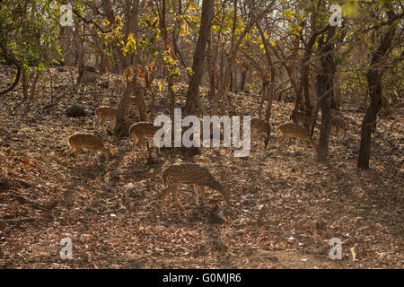 Una piccola mandria di Chital, Spotted Deer (asse asse) in Sasan Gir, Gujarat, India Foto Stock