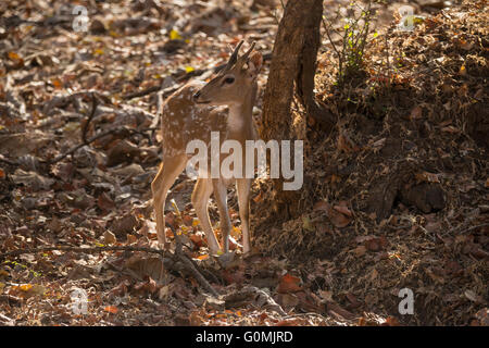 Un Chital, Spotted Deer (asse asse) in Sasan Gir, Gujarat, India Foto Stock