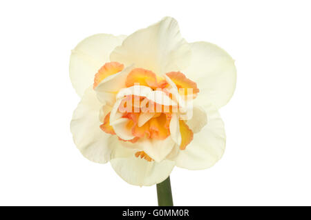 Unico Daffodil fiore con bianco e arancio petali isolata contro bianco Foto Stock