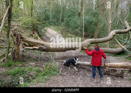 Caduto malato albero di cenere in Shropshire Woodland England Regno Unito Foto Stock