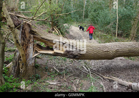 Caduto malato albero di cenere in Shropshire Woodland England Regno Unito Foto Stock