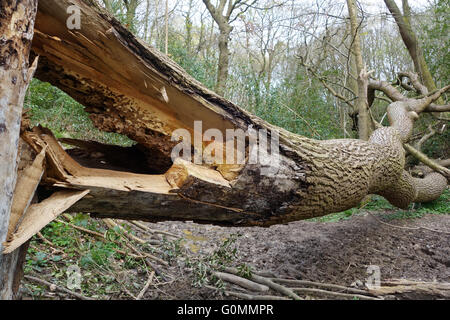 Caduto malato albero di cenere in Shropshire Woodland England Regno Unito Foto Stock