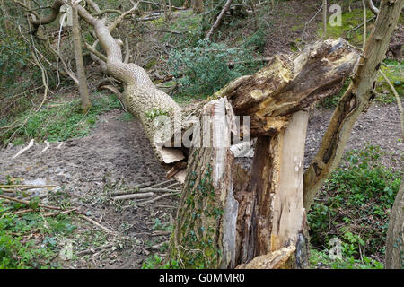 Caduto malato albero di cenere in Shropshire Woodland England Regno Unito Foto Stock