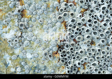 Dead cirripedi su una roccia Foto Stock