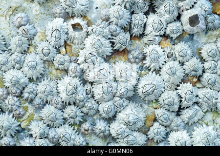 Dead cirripedi su una roccia Foto Stock