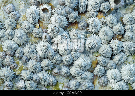 Dead cirripedi su una roccia Foto Stock