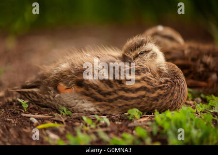 Assonnato anatroccolo fuzzy sulla banca del fiume con la madre Foto Stock