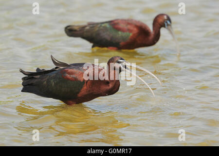 L'ibis lucido (Plegadis falcicinellus) Foto Stock
