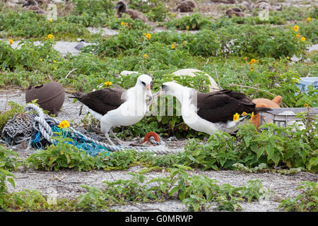 Laysan Albatross (Phoebastria immutabilis) coppia corteggiamento tra detriti marini tra cui corde, reti da pesca e di plastica si è incagliata su atollo di Midway Foto Stock
