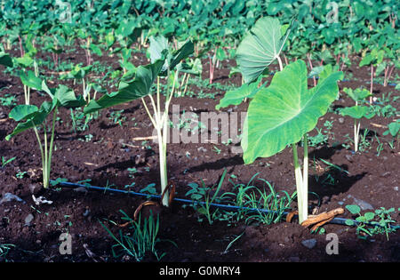 Taro (Colocasia esculenta) coltivato con tubature di irrigazione che crescono nelle Rarotonga rurali, Isole Cook. Foto Stock