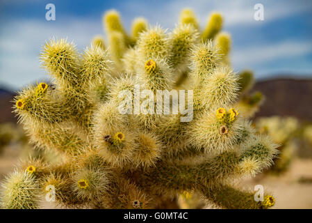 Cactus di Cholla Foto Stock