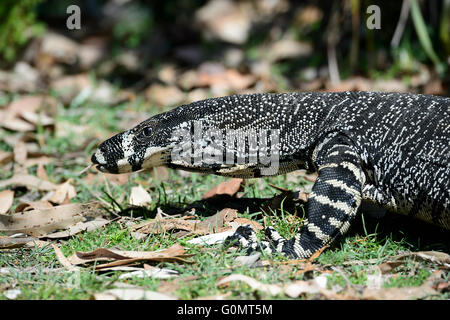 Monitor di merletto o Pizzo Goanna (Varanus varius), Australia Foto Stock