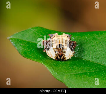 Bird-caduta Spider (Celaenia excavata precedentemente Celaenia kinbergi), Araneidae precedentemente Argiopidae, Nuovo Galles del Sud, Australia Foto Stock