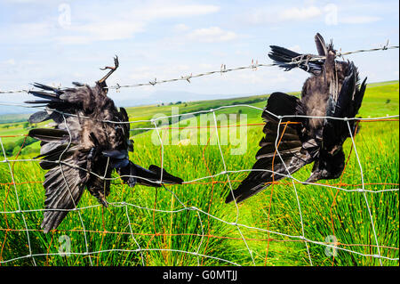 I corvi appeso al filo spinato in Roeburndale nella foresta di Bowland Area di straordinaria bellezza naturale LANCASHIRE REGNO UNITO Foto Stock