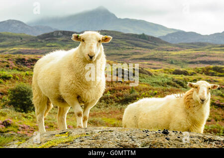 Pecore al di sotto del picco di Cnicht nel Parco Nazionale di Snowdonia nel Galles Foto Stock