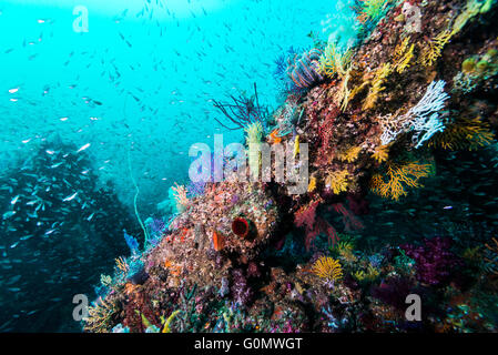 Fishreef artificiale per attirare i grandi migratori. Un sacco di blocchi è stata gettata nel fondale sabbioso. Owase, Mie, Giappone. Foto Stock