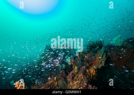 Fishreef artificiale per attirare i grandi migratori. Un sacco di blocchi è stata gettata nel fondale sabbioso. Owase, Mie, Giappone. Foto Stock