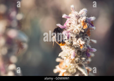 Ripresa macro di un bumblebee per raccogliere il polline dal fiore con copyspace Foto Stock