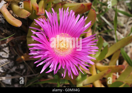 Hottentot fig in fiore - ciuffo di stami gialli e molto petali di rosa Foto Stock