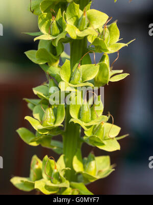 Foxglove comune (Digitalis purpurea) Foto Stock