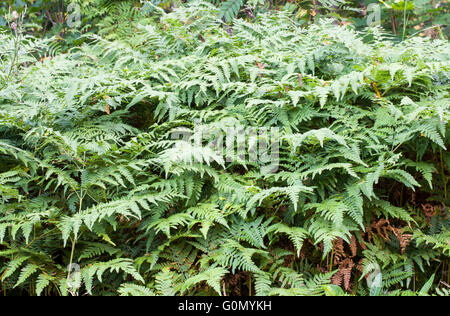 Felce aquilina (Pteridium aquilinum) Foto Stock