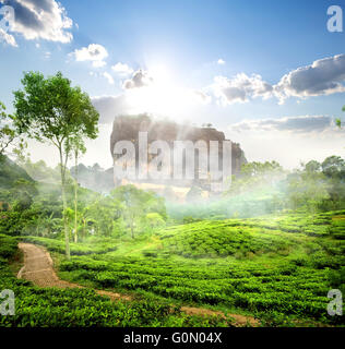 La nebbia oltre Sigiriya vicino a green tea plantation, Sri Lanka Foto Stock