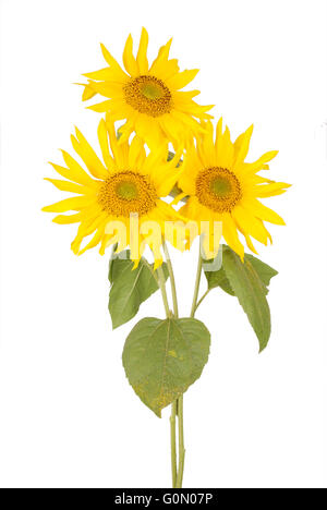 Bel bouquet di giallo dei girasoli tre fiori isolati su bianco Foto Stock