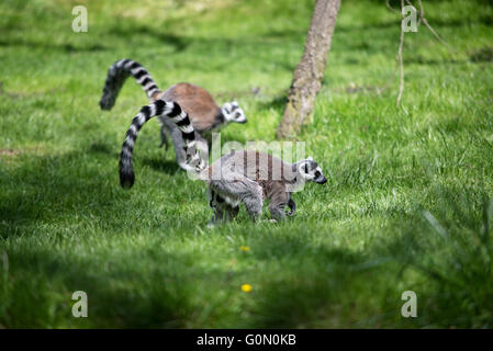 Lemuri in zoo di Praga nella Repubblica Ceca Foto Stock