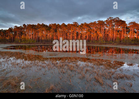 Pineta vicino il bog piscina nella luce del tramonto Foto Stock