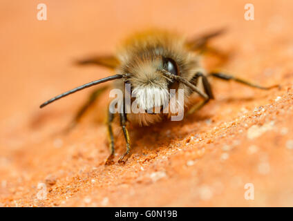 Red mason bee (Osmia simum) su un muro di mattoni Foto Stock